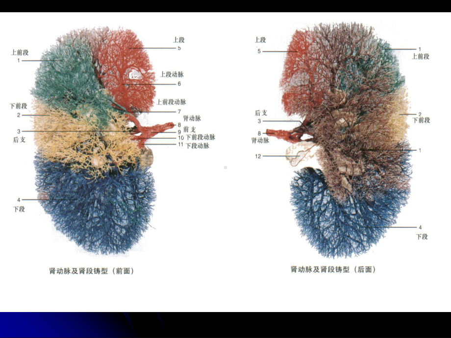 肾系统组织学基础课件.ppt_第3页