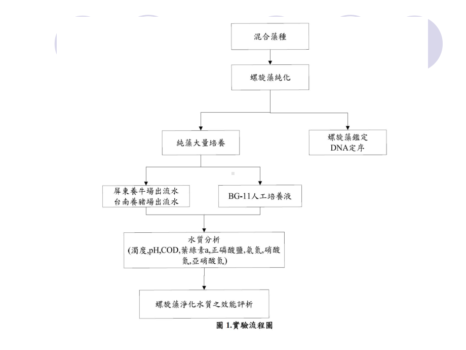 螺旋藻净化畜牧业放流水之研究课件.ppt_第3页