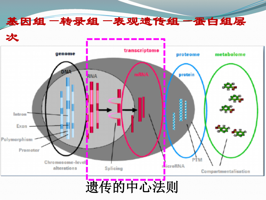 转录组测序技术原理及应用课件.ppt_第2页