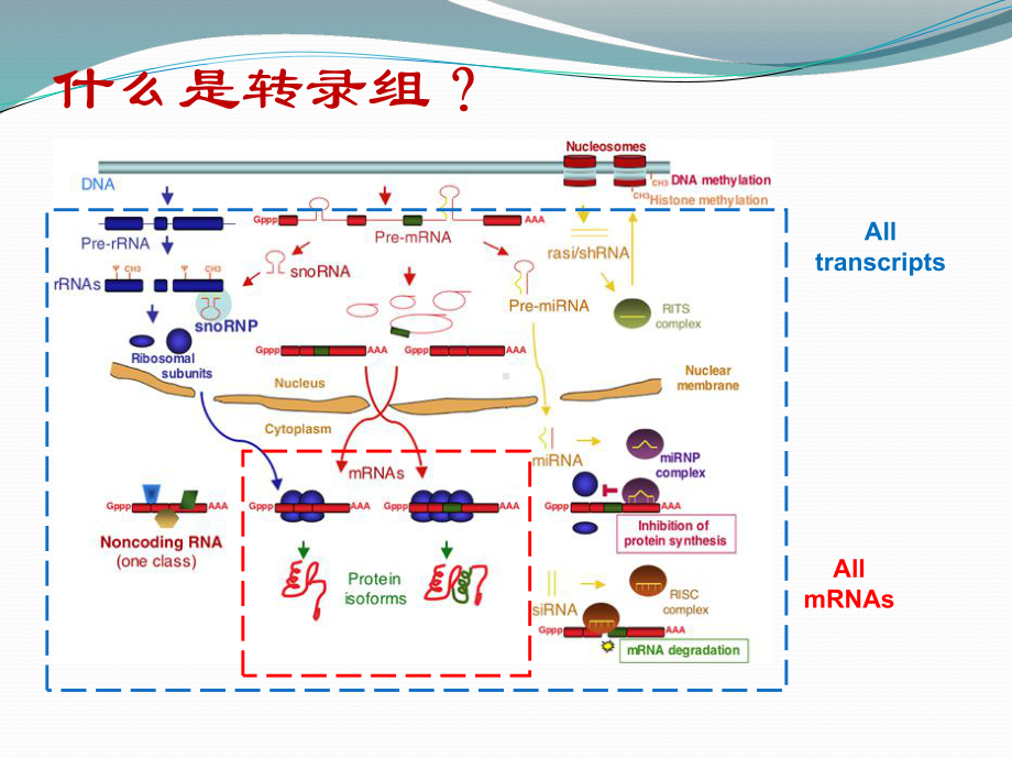 转录组测序技术原理及应用课件.ppt_第3页