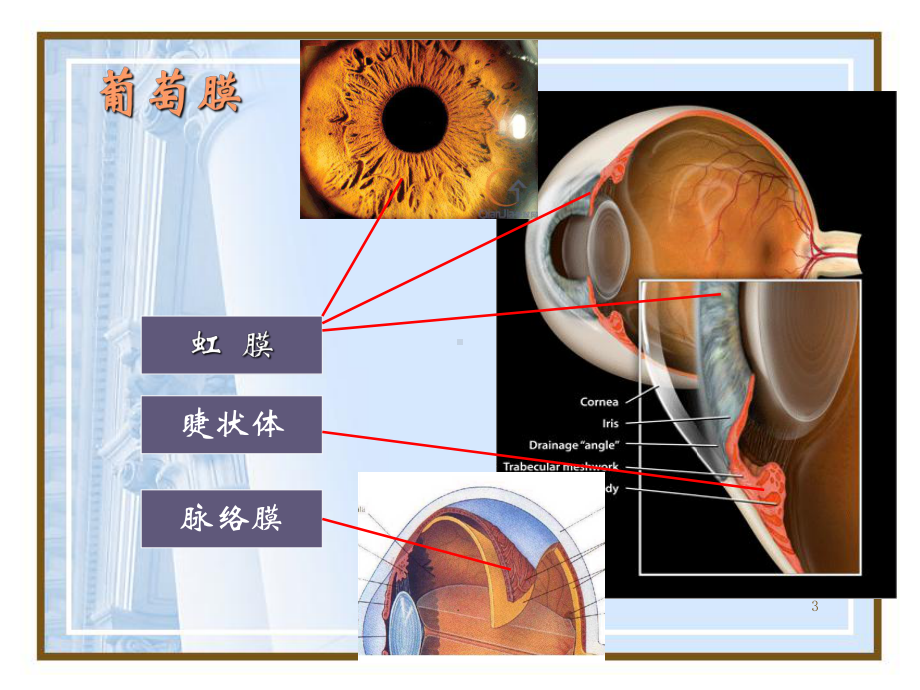 葡萄膜炎医学PPT课件.ppt_第3页