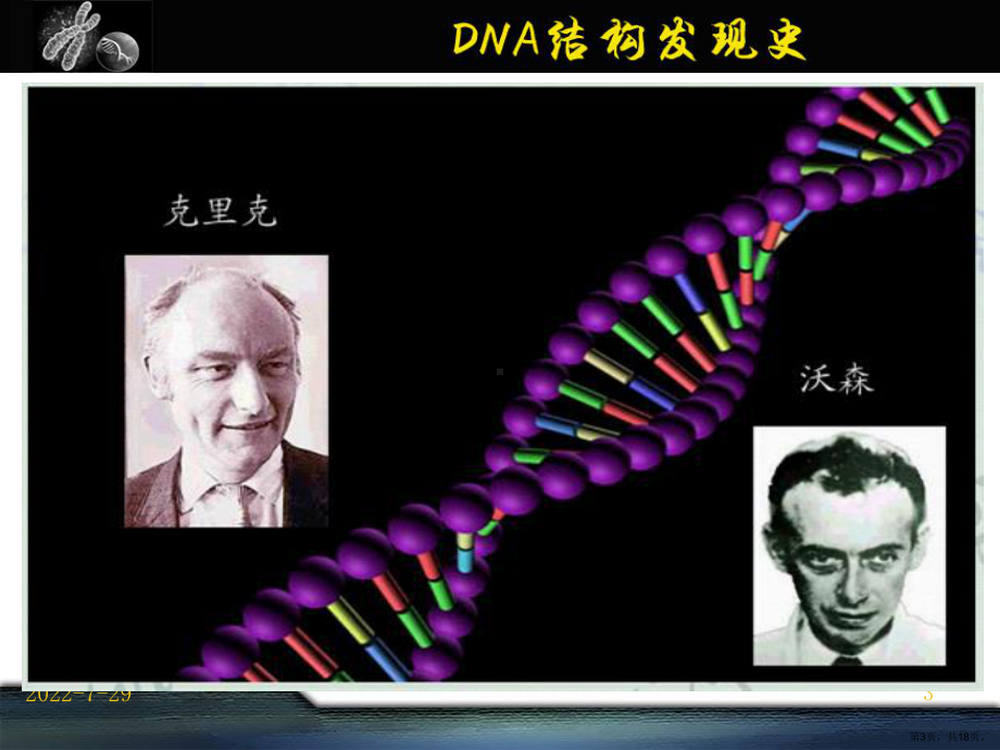 DNA双螺旋结构的分子模型课件(PPT 18页).pptx_第3页