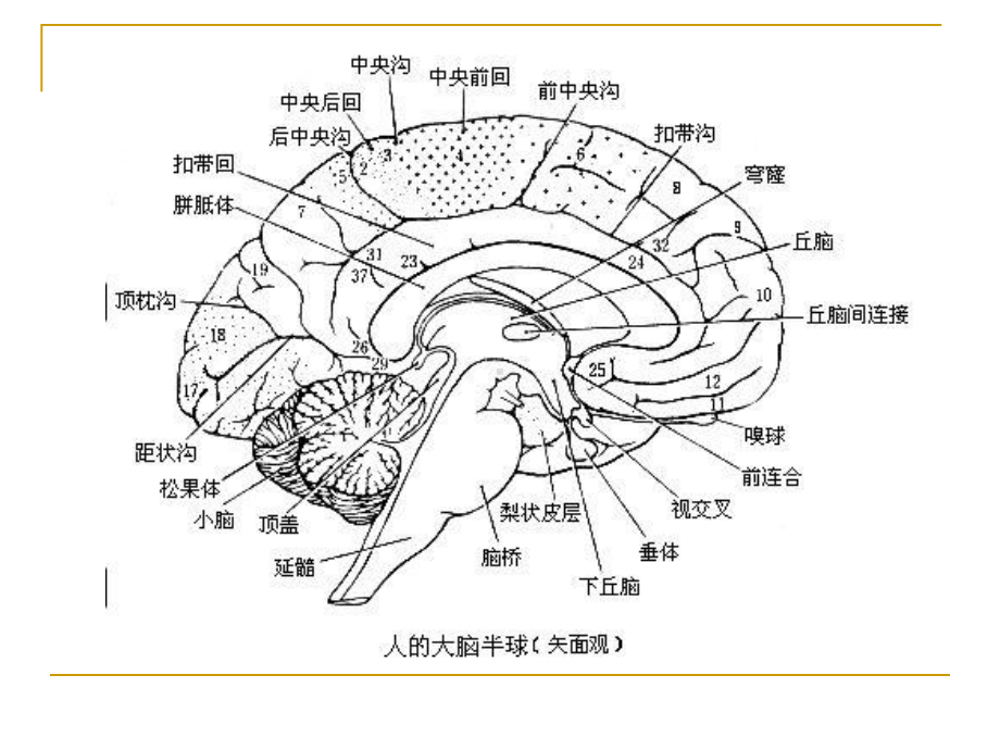 胼胝体发育不良临床表现主要有发育迟缓课件.ppt_第3页