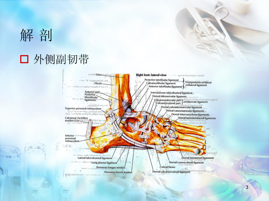 踝关节韧带损伤与修复幻灯片课件.ppt_第3页