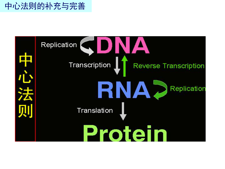 [精选]第十一部分蛋白质的生物合成名师编辑PPT课件-资料.ppt_第3页