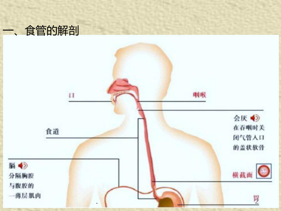 食管癌早中晚期临床表现医学PPT课件.ppt_第2页