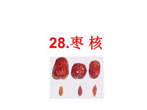 人教部编版三年级下册语文课件-28课 枣核(25页).ppt