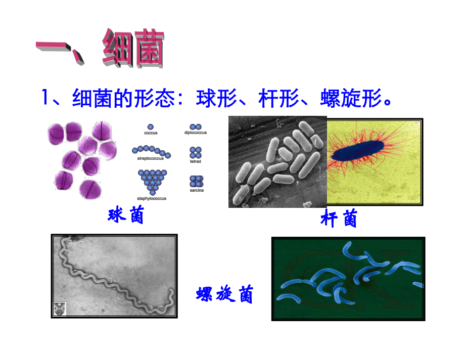 课题1微生物的实验室培养课件.ppt_第3页