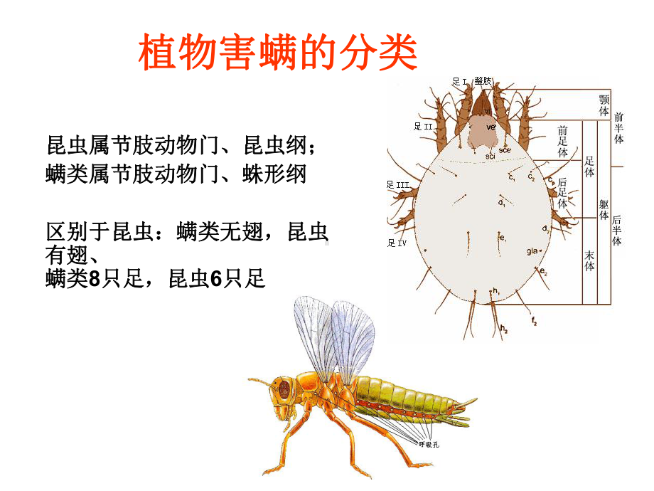 螨害基础知识培训课件.ppt_第2页