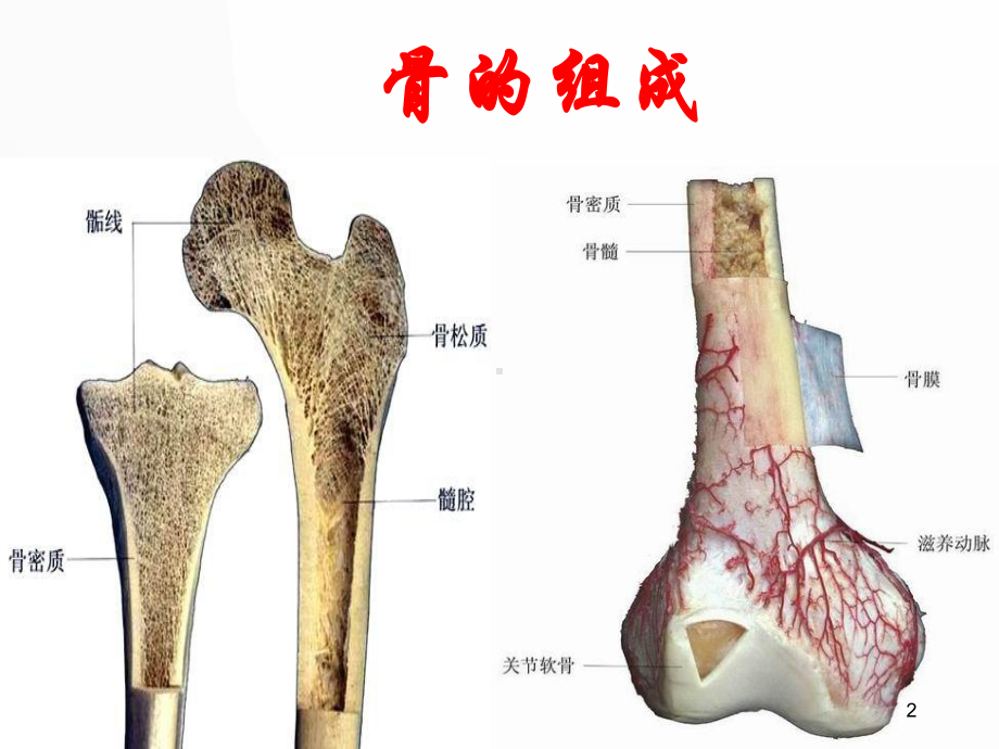 骨科实习小讲课医学PPT课件.ppt_第2页