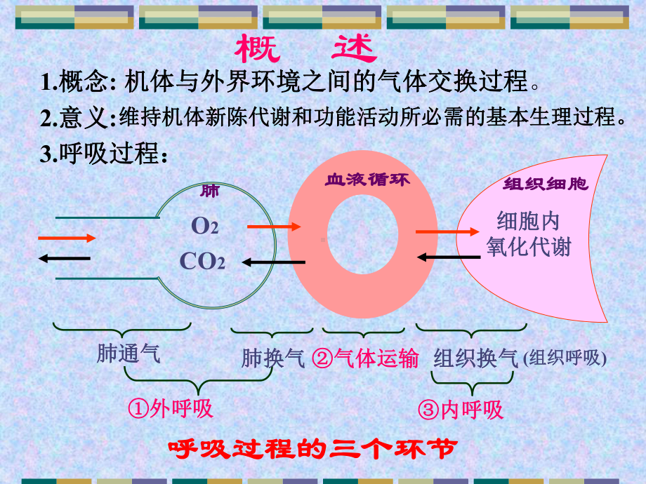 人体解剖生理学(全套下册课件258P).ppt_第2页