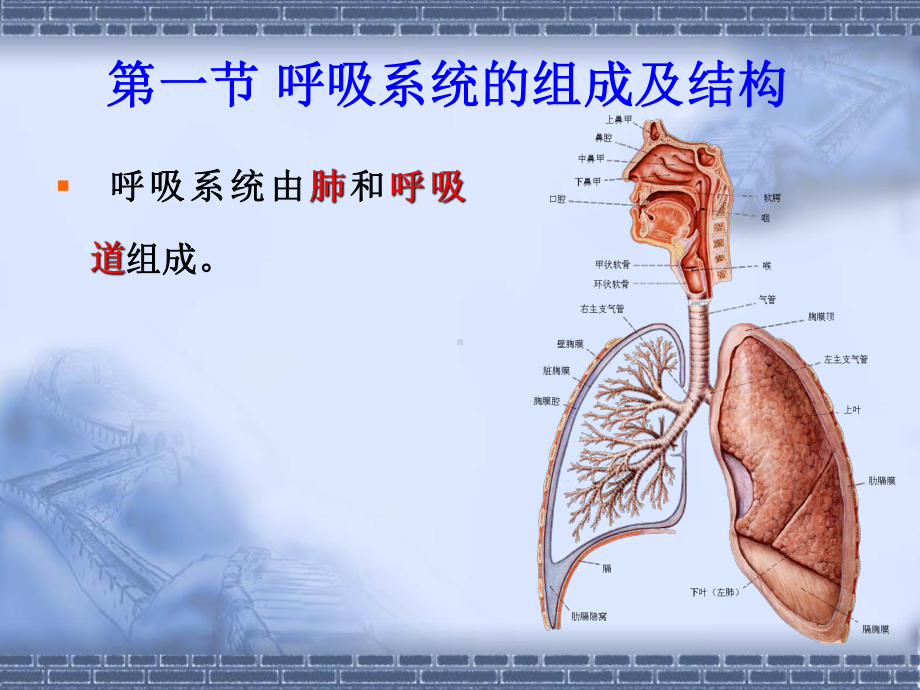 人体解剖生理学(全套下册课件258P).ppt_第3页