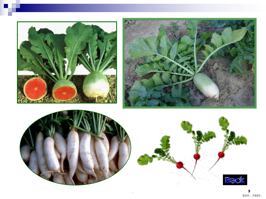 根菜类蔬菜栽培技术PPT课件(PPT 53页).pptx_第3页