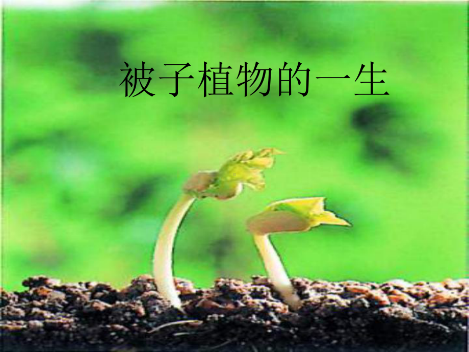 《被子植物的一生》ppt精品课件.ppt_第1页