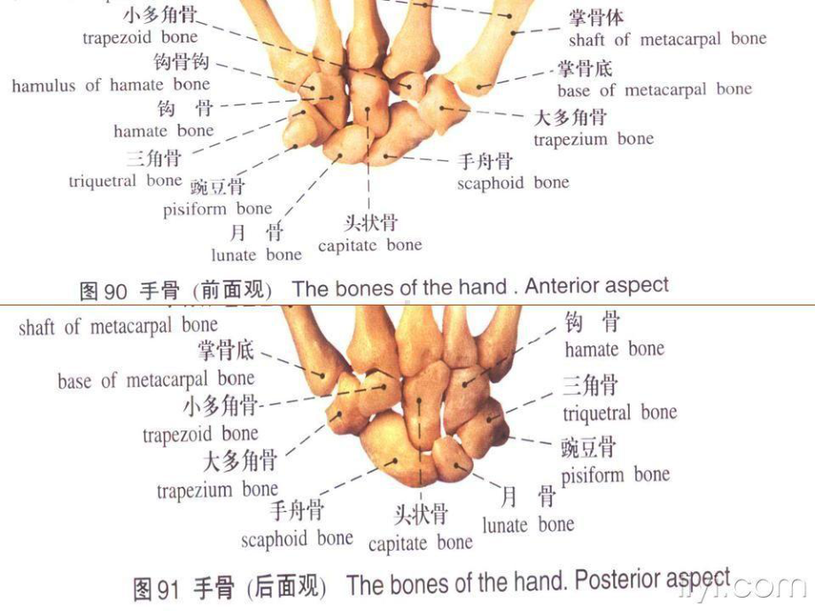 （课件）腕骨骨折脱位.ppt_第3页