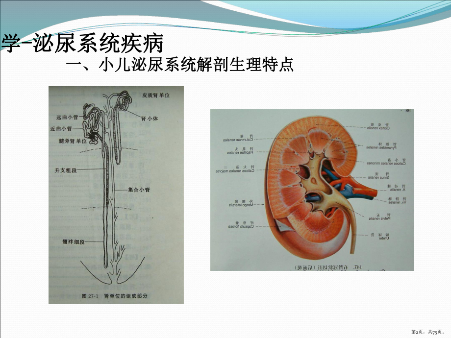 儿科学-泌尿系统疾病课件(PPT 75页).pptx_第2页