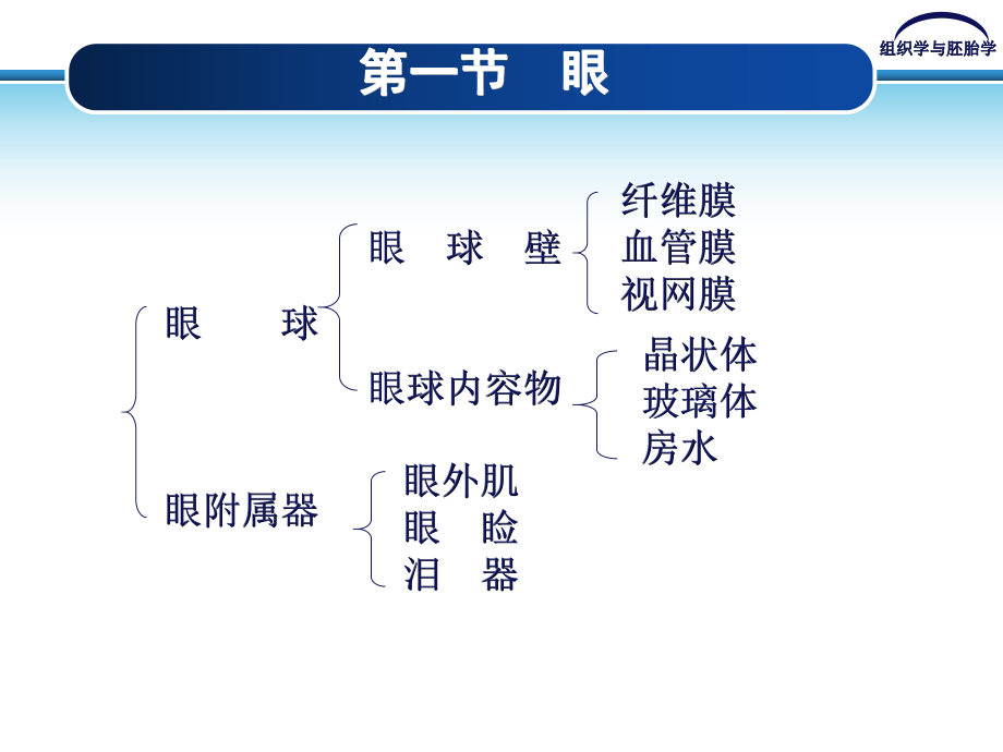 《组织学与胚胎学》课件第7章-眼和耳.ppt_第3页