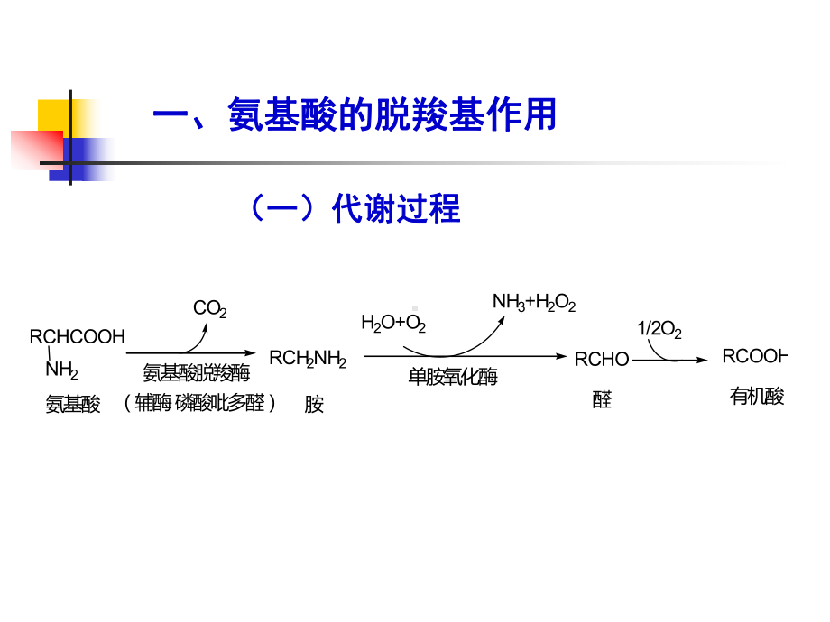 个别氨基酸的代谢PPT课件.ppt_第2页