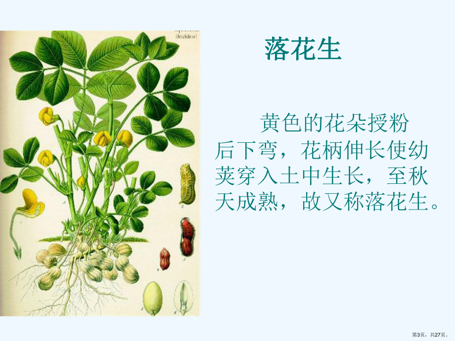 《落花生》第一课时PPT课件(PPT 27页).pptx_第3页