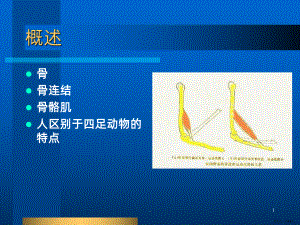 人体的运动系统PPT课件(PPT 43页).pptx