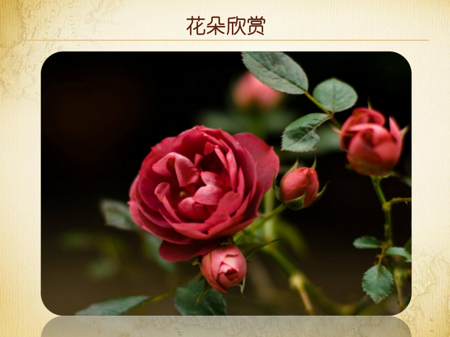 《花儿朵朵(一)》参考课件.ppt_第2页