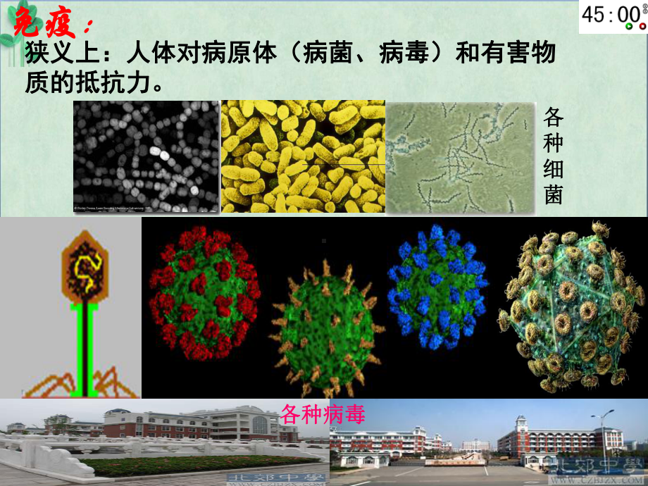 免疫调节ppt课件(优质推荐)45-人教课标版.ppt_第3页