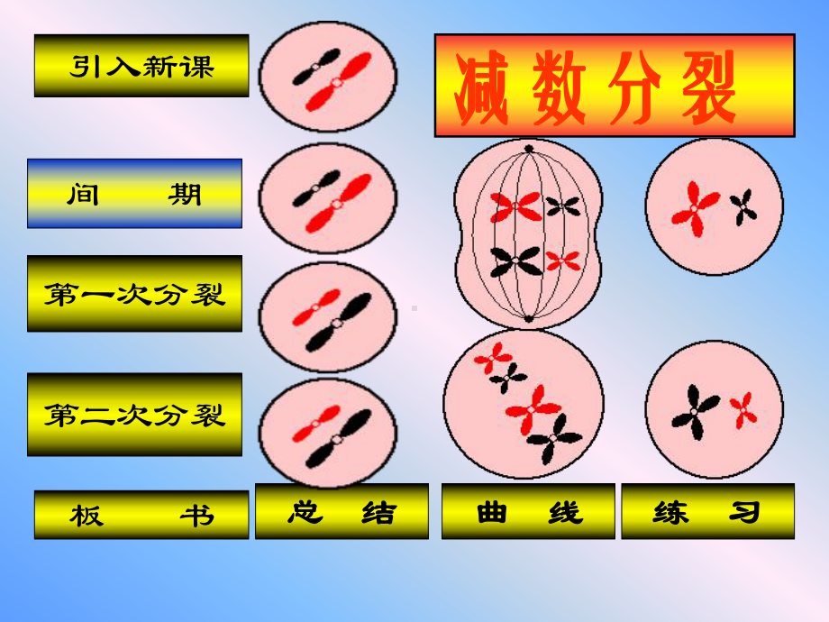 减数分裂ppt25-优秀课件.ppt_第1页