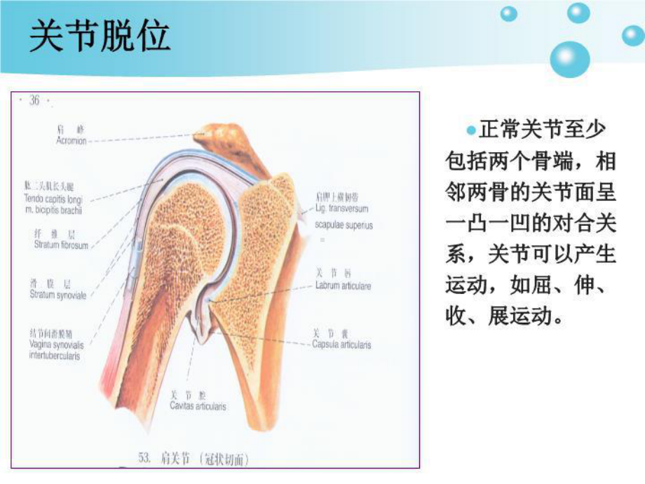 关节脱位病人的护理1-PPT课件.ppt_第3页