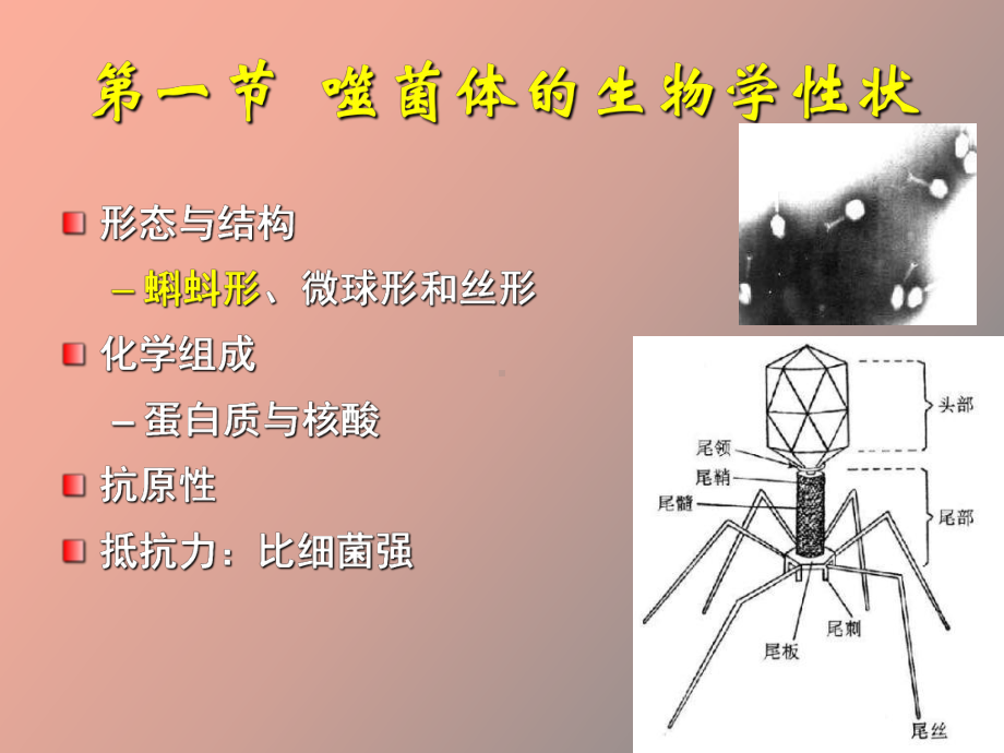 （课件）噬菌体遗传与变异.ppt_第2页