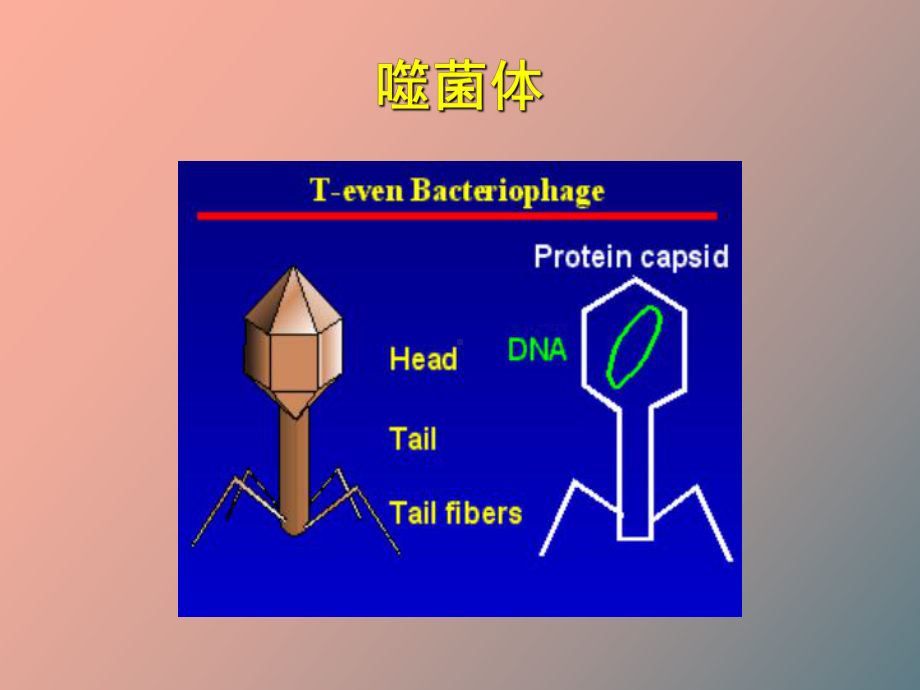 （课件）噬菌体遗传与变异.ppt_第3页