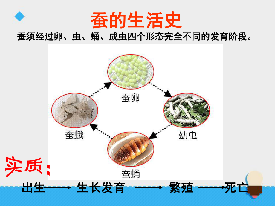 《蚕的生命周期》动物的生命周期PPT课件.ppt_第2页