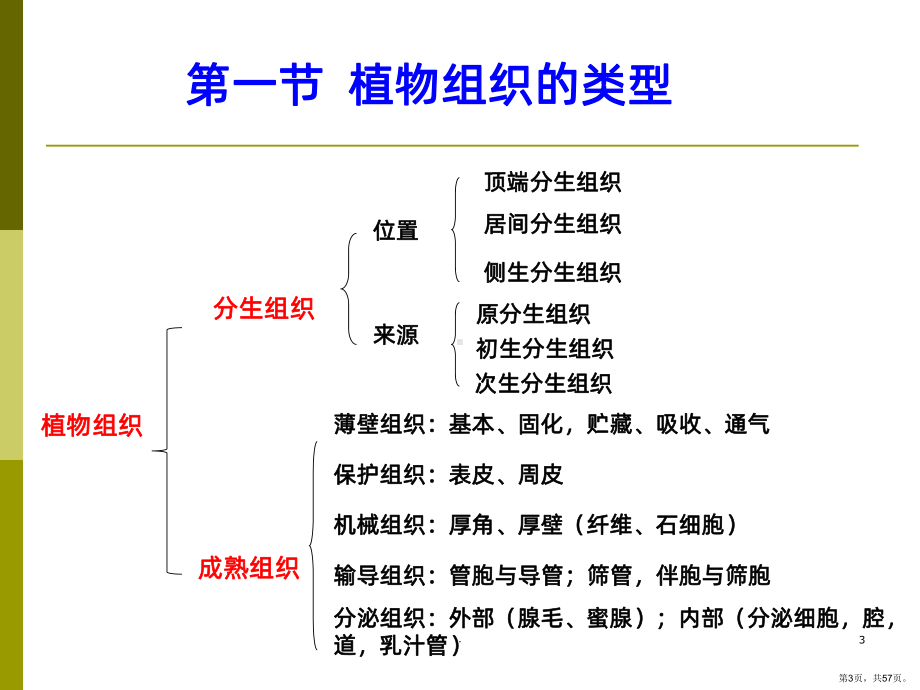 五植物的组织PPT课件(PPT 57页).pptx_第3页