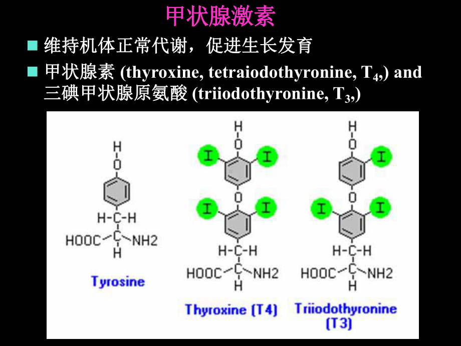 《甲状腺药物》PPT课件.ppt_第2页