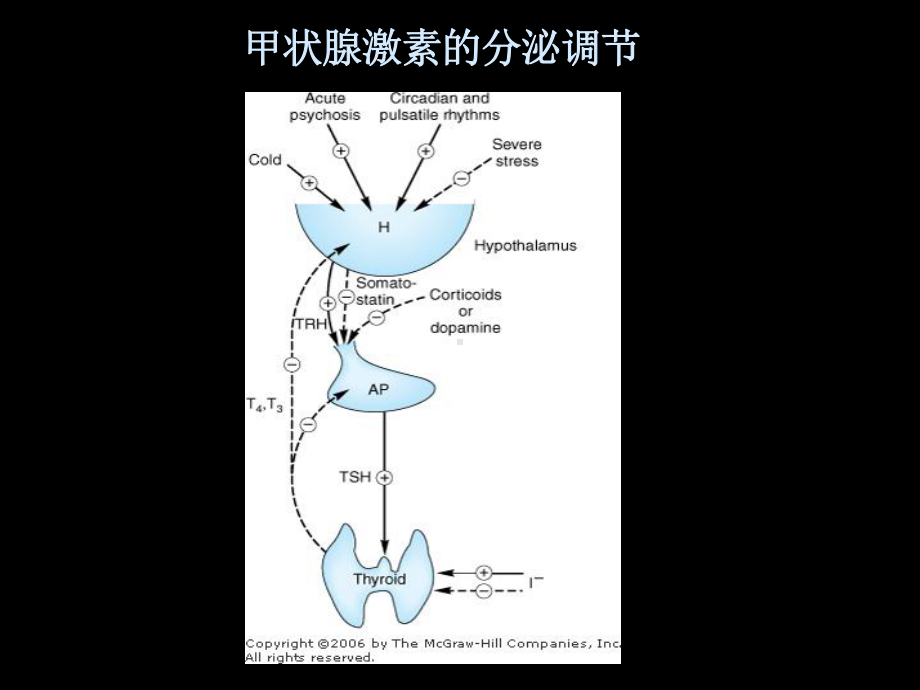 《甲状腺药物》PPT课件.ppt_第3页