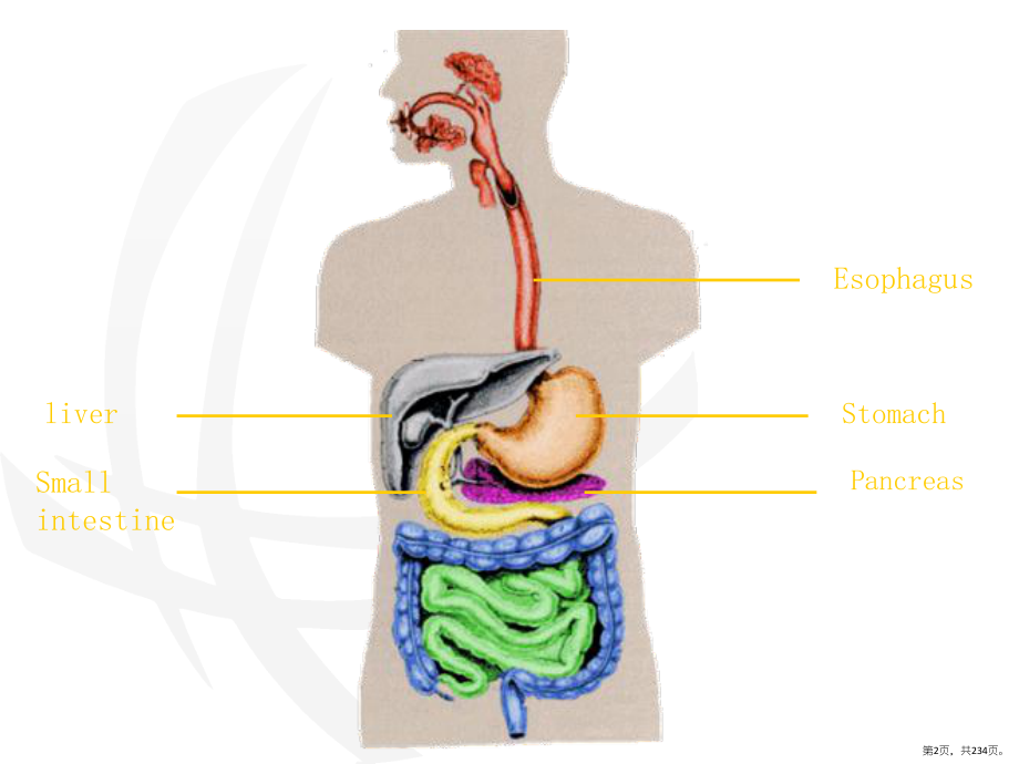 消化系统(病理)课件(PPT 234页).pptx_第2页