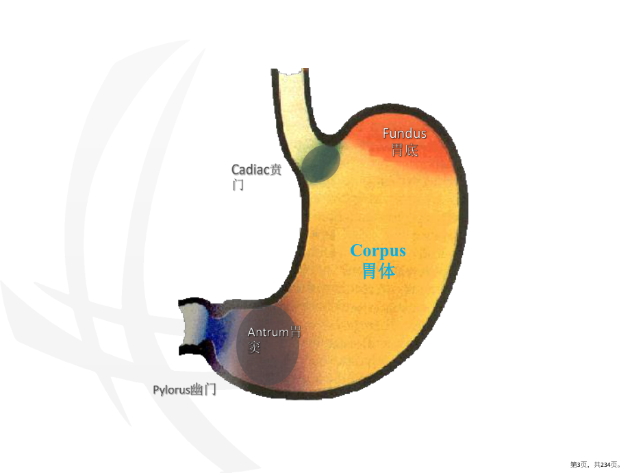 消化系统(病理)课件(PPT 234页).pptx_第3页
