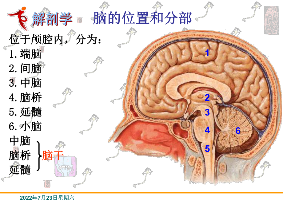 中枢神经系统脑位置分部脑干系统解剖学课件.ppt_第2页