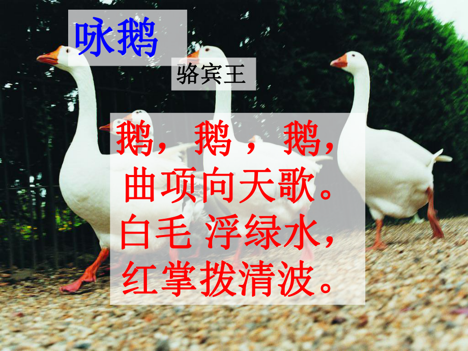 丰子恺-白鹅-PPT课件.ppt_第2页