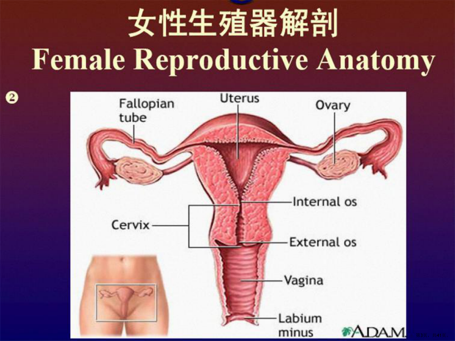 妇科小手术课件(PPT 41页).pptx_第3页