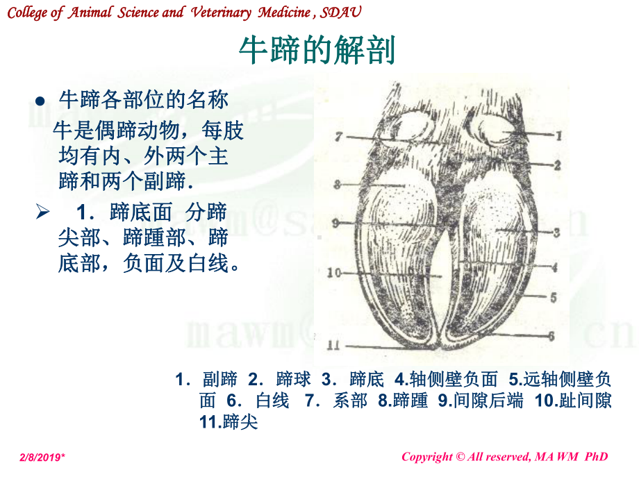 动物外科学-奶牛蹄病-PPT课件.ppt_第2页