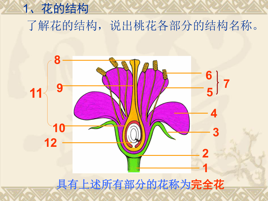 《绿色开花植物的一生》ppt实用课件.ppt_第2页