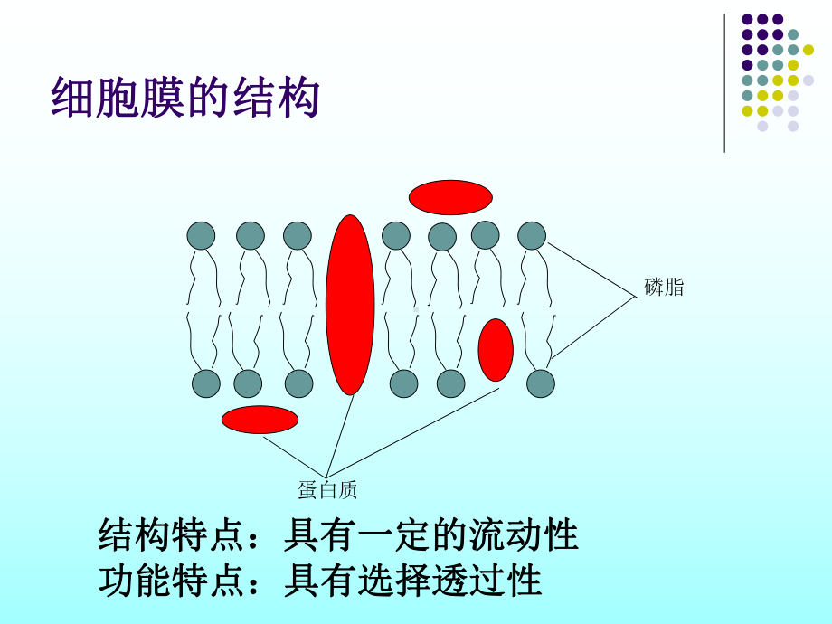 （5A版）物质跨膜运输的方式公开课课件.ppt_第2页