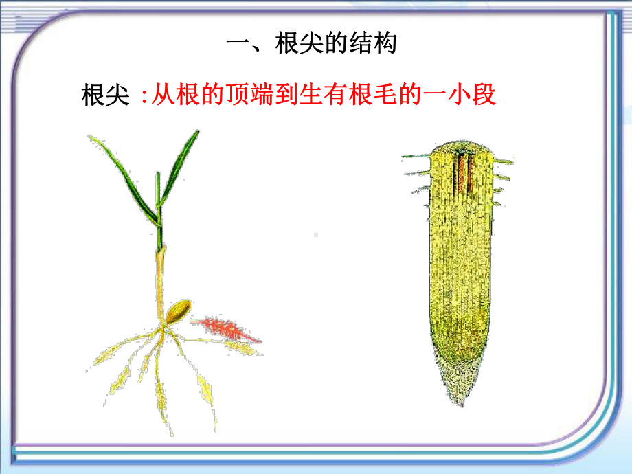 《植物根的生长》参考课件-.ppt_第3页