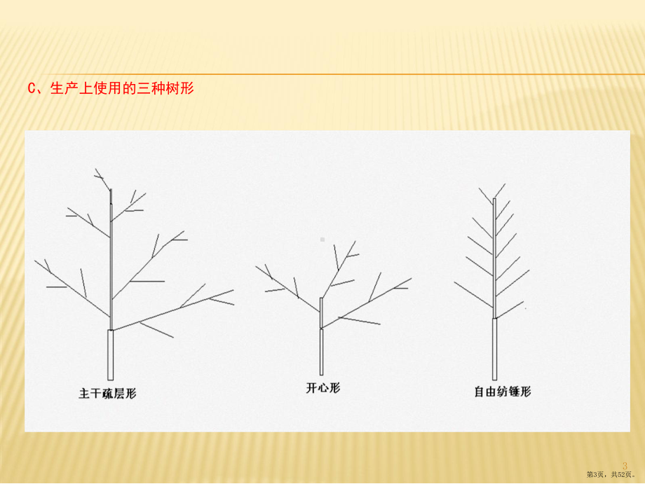 核桃树整形修剪PPT演示课件(PPT 52页).pptx_第3页