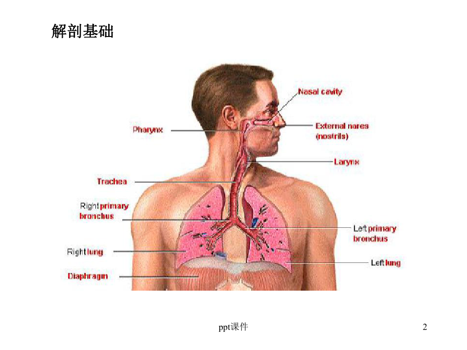 动物生理学-呼吸-ppt课件.ppt_第2页