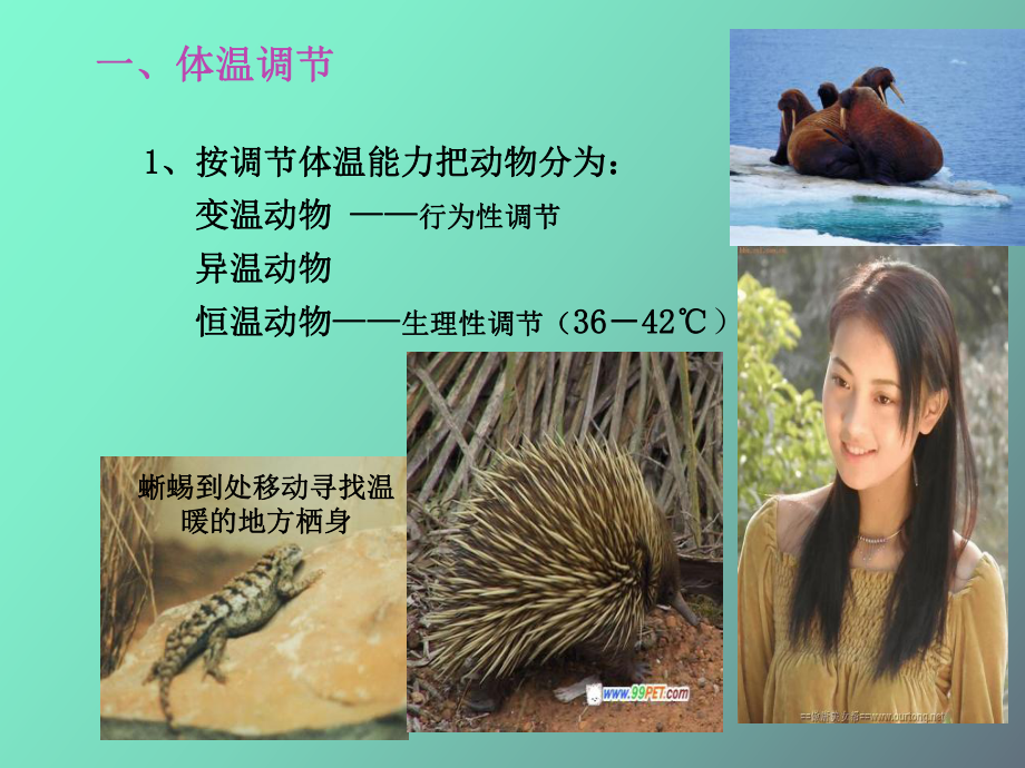 （课件）内环境的控制.ppt_第3页