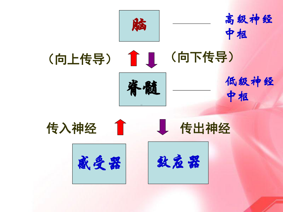 《条件反射》ppt课件.ppt_第2页