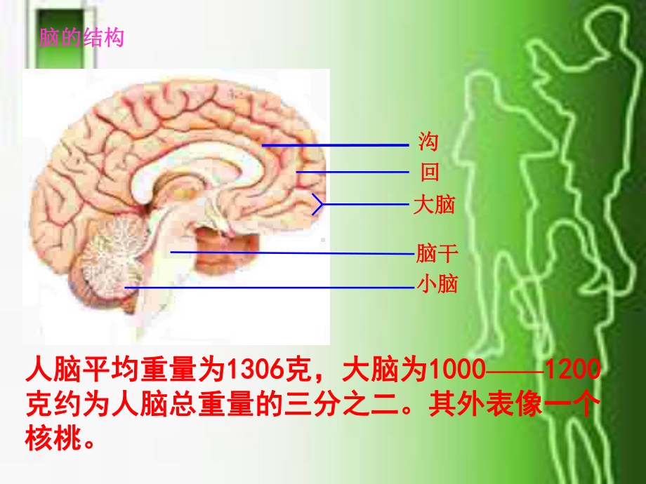 《条件反射》ppt课件.ppt_第3页