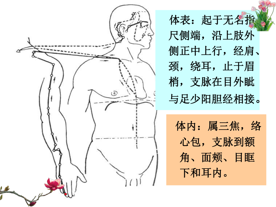 《针灸学》课件手少阳三焦经.ppt_第2页