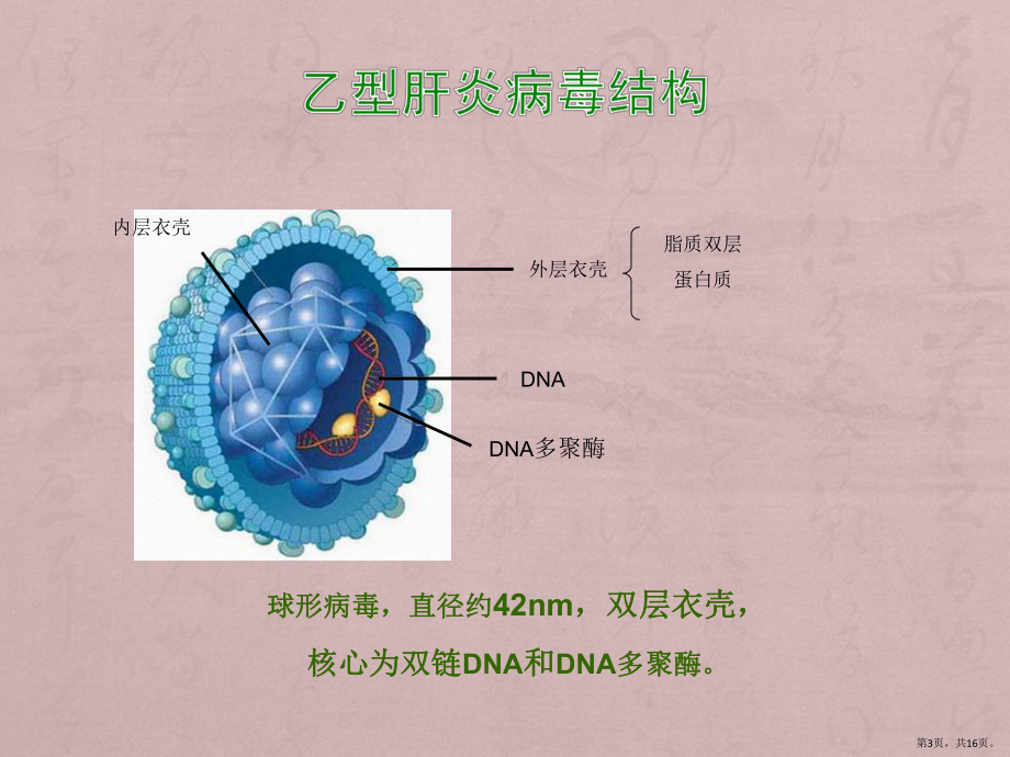 孕妇学校乙肝课件(PPT 16页).pptx_第3页